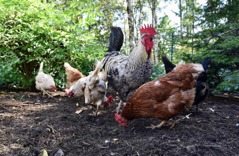 Domestic cock, rooster (Gallus gallus domesticus) and hens, chickens foraging in a free-range