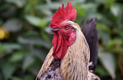 Rooster (Gallus gallus domesticus) in the outdoor enclosure