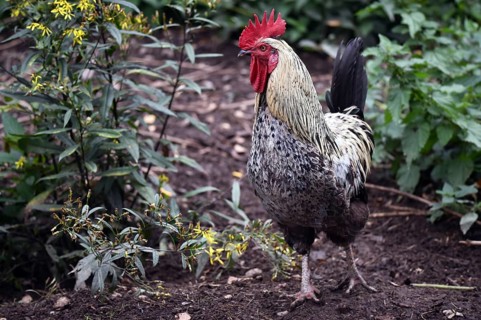 Rooster (Gallus gallus domesticus) in the outdoor enclosure