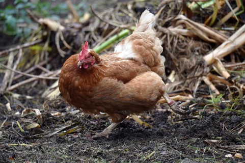 Domestic chicken, (Gallus gallus domesticus) Chicken, hen foraging in a free-range enclosure
