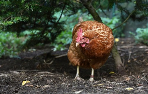 Domestic chicken, (Gallus gallus domesticus) Chicken, hen foraging in a free-range enclosure