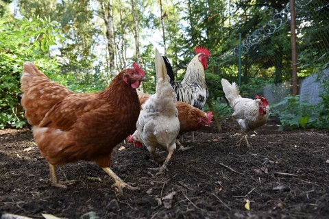 Domestic cock, rooster (Gallus gallus domesticus) and hens, chickens foraging in a free-range