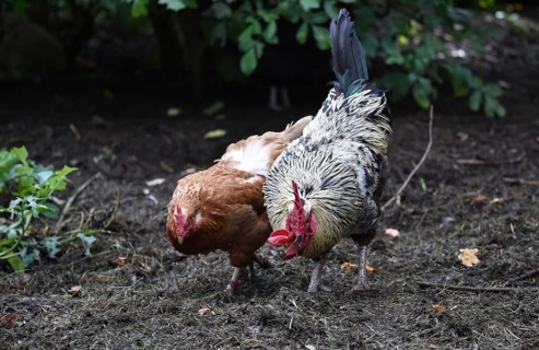Domestic cock, rooster (Gallus gallus domesticus) and hens, chickens foraging in a free-range