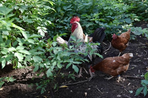Domestic cock, rooster (Gallus gallus domesticus) and hens, chickens foraging in a free-range