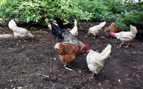 Domestic cock, rooster (Gallus gallus domesticus) and hens, chickens foraging in a free-range
