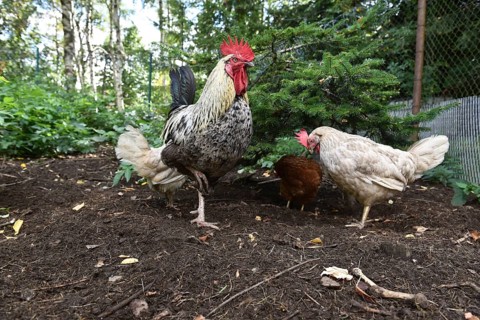 Domestic cock, rooster (Gallus gallus domesticus) and hens, chickens foraging in a free-range