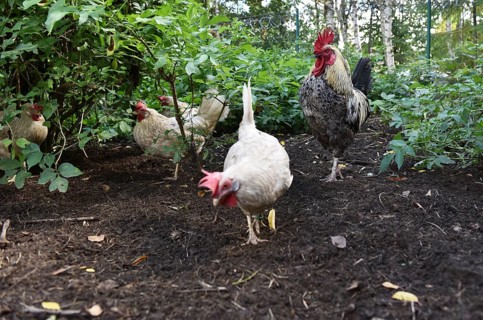 Domestic cock, rooster (Gallus gallus domesticus) and hens, chickens foraging in a free-range