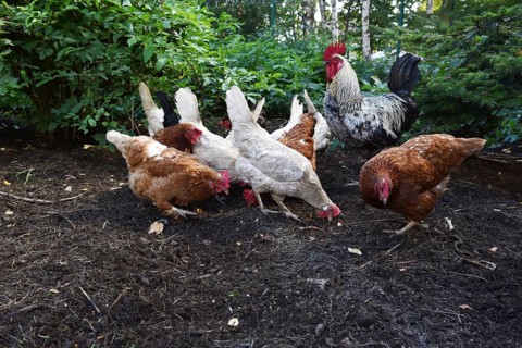Domestic cock, rooster (Gallus gallus domesticus) and hens, chickens foraging in a free-range