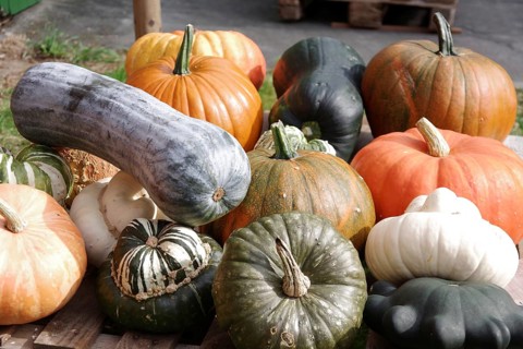 Pumpkins (Cucurbita), fruits, types, giant pumpkin, garden pumpkin, ornamental pumpkin, colourful,