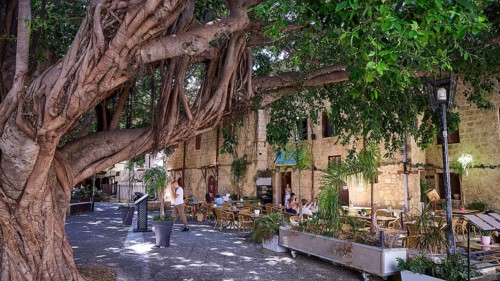 Oasi Restaurant, Cosy cafe under a big tree with relaxed people, Turkish Quarter, Rhodes Old Town,