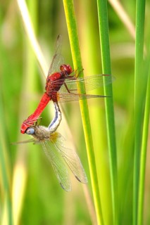 Scarlet Dragonfly, summer, Germany