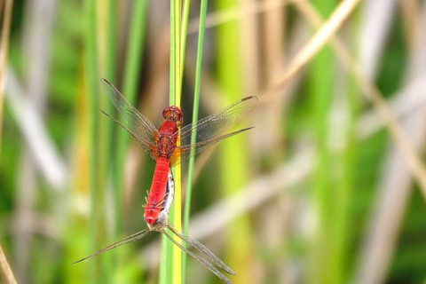 Scarlet Dragonfly, summer, Germany