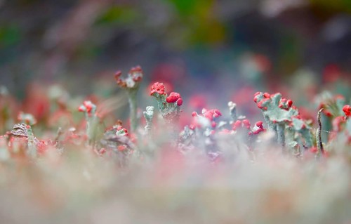 Scarlet lichen, macro photography, summer, Saxony, Germany