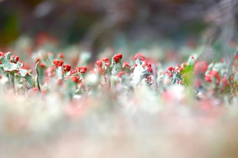 Scarlet lichen, macro photography, summer, Saxony, Germany