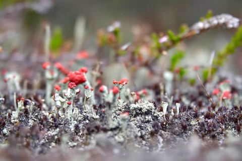 Scarlet lichen, macro photography, summer, Saxony, Germany