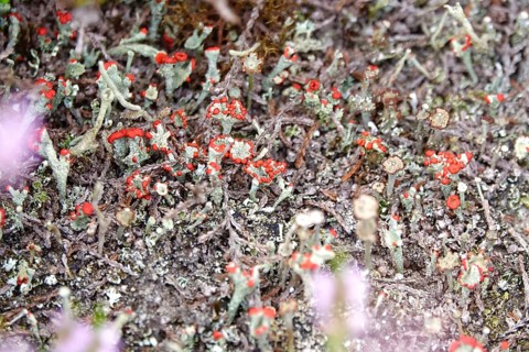 Scarlet lichen, macro photography, summer, Saxony, Germany