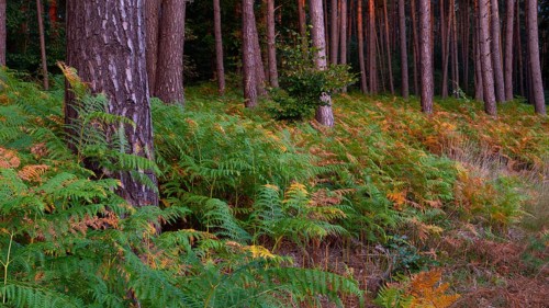 View in a forest with spruces (Picea) and forest floor covered with shield fern (Polystichum),
