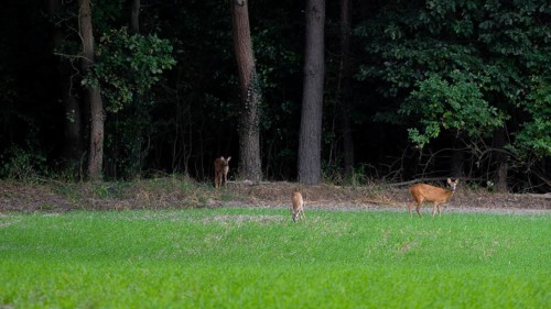 Deer standing in a field at the edge of the Wad, Neustadt am Rübenberge, Hanover, Lower Saxony,