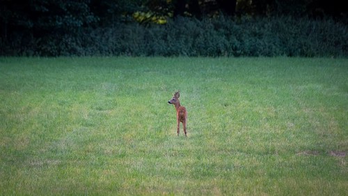 Photograph of a roebuck standing in a meadow looking to the left, Neustadt am Rübenberge, Hanover,