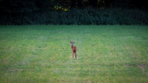 Photograph of a roebuck looking back standing in a meadow, Neustadt am Rübenberge, Hanover, Lower