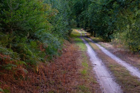 View along a sandy forest path, Neustadt am Rübenberge, Hanover, Lower Saxony, Germany