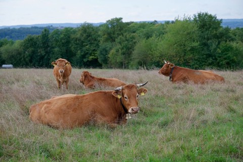 Farm animals with cowbell, bell, tradition, cultural landscape, agriculture, cattle breed, cattle,