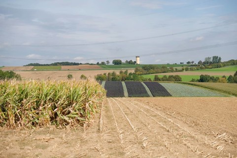 Arable farming near Untermünkheim, corn field, corn field, Kocher valley, Kocher, Hohenlohe,