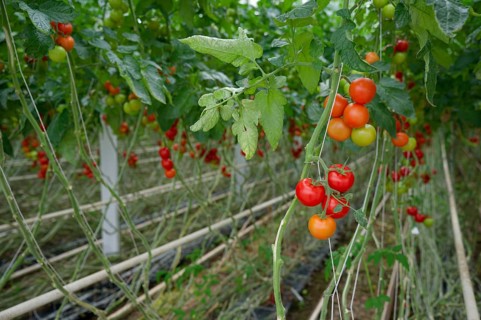 Tomatoes in greenhouse, tomato, vegetables, Schwäbisch Hall, Hohelohe, Germany