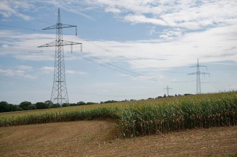 Arable farming near Untermünkheim, maize field, maize, maize field, tradition, cultural landscape,