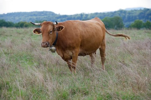 Farm animals with cowbell, bell, tradition, cultural landscape, agriculture, cattle breed, cattle,