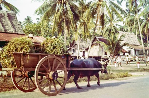 Water buffalo pulling cart in traditional village houses in coconut palm trees, Malacca or Melaka,