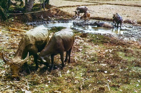 Water buffalo bathing in pool by fields used for dry rice cultivation, Malaya, Malaysia, south east