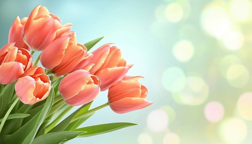 Spring Special Offer: Exclusive Discounts And Vibrant Tulip Flowers For Web, Wallpapers, Flyers,