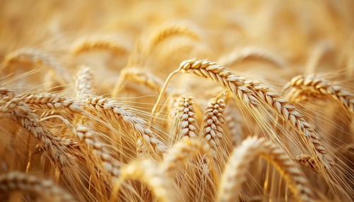 Close-Up Of Wheat Ears In Summer Field: A Glimpse Into Farming And Agriculture. The Beauty Of Wheat