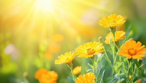 Beautiful Summertime Scene With Marigold Flowers In Sunlight: Calendula Officinalis Blooms In Full