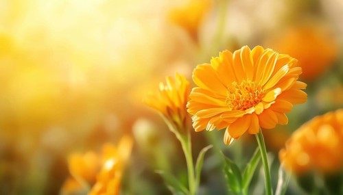 Summer Beauty: Marigold Flowers Bathed In Sunlight. Stunning Natural Landscape Featuring Blooming