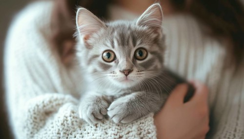 Woman At Home Snuggling With Gray Tabby Cute Kitten: A Heartwarming Moment Exploring The Bond