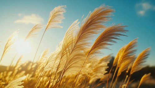 Beautiful Swirling Movement Of Miscanthus Sinensis In The Breeze. Tall And Graceful Grass Swaying