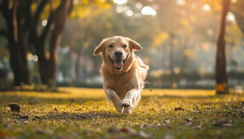 Canine Enjoying Fun-Filled Activities In The Park, Frolicking Around With Joy, Chasing Balls, And