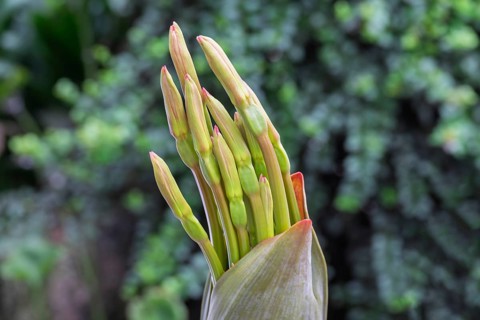 Brunsvigia josephinae, buds, North Rhine-Westphalia, Germany
