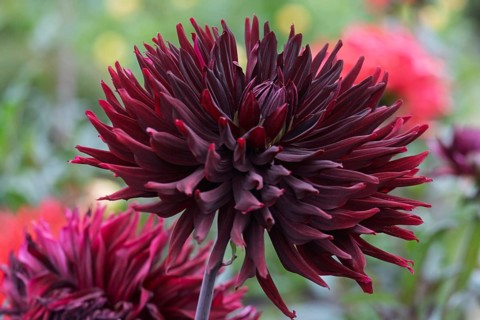 Dahlia, dark red, Münsterland, North Rhine-Westphalia, Germany