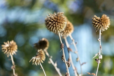 Faded globe thistles (Echinops) in autumn, Münsterland, North Rhine-Westphalia, Germany