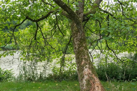 Northern catalpa (Catalpa speciosa), North Rhine-Westphalia, Germany