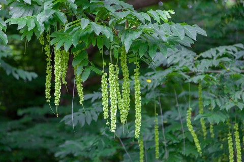 Caucasian wingnut (Pterocarya fraxinifolia), inflorescences, Münsterland, North Rhine-Westphalia,