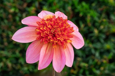 Anemone Dahlia Polka, Münsterland, North Rhine-Westphalia, Germany