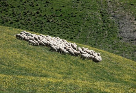 Flock of sheep grazing on hillside in Tuscany, Toscana, Tuscany, Italy