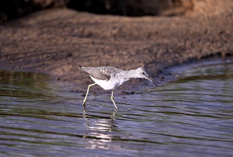 Greenshank (Tringa nebularia) searching for food in the water, Texel, North Holland, Netherlands