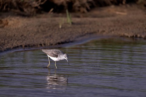 Greenshank (Tringa nebularia) searching for food in the water, Texel, North Holland, Netherlands