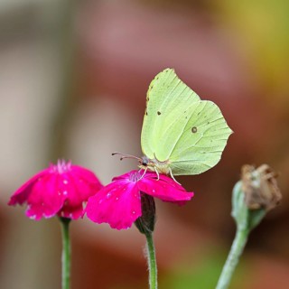 Lemon butterfly (Gonepteryx rhamny) on crown campion (Lychnis coronaria), in a nature garden,