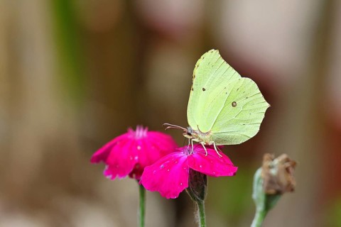 Lemon butterfly (Gonepteryx rhamny) on crown campion (Lychnis coronaria), in a nature garden,